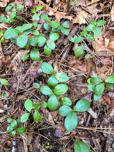 image of Gaultheria procumbens, Wintergreen, Teaberry