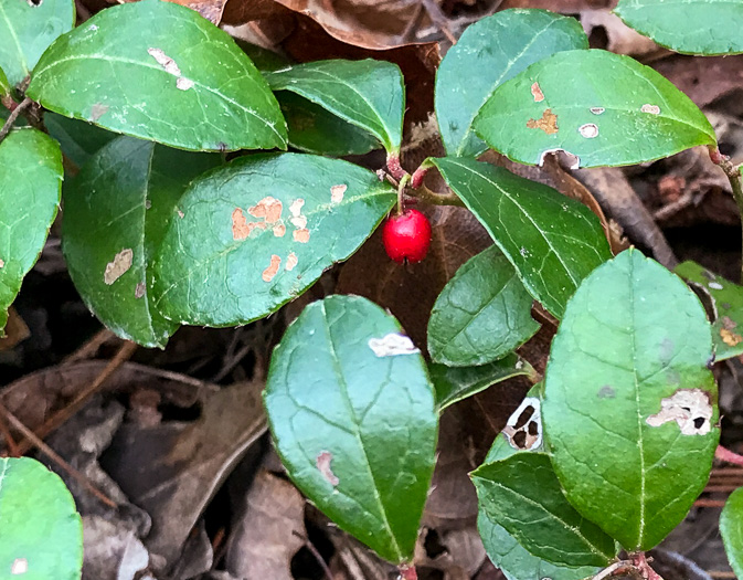 image of Gaultheria procumbens, Wintergreen, Teaberry