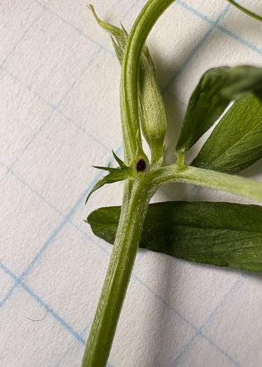 image of Vicia sativa ssp. nigra, Narrowleaf Vetch, Garden Vetch