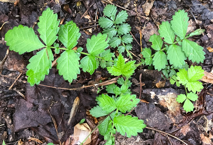 image of Agrimonia rostellata, Woodland Agrimony