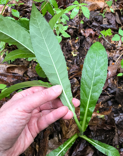 image of Erechtites hieraciifolius, Fireweed, American Burnweed, Pilewort