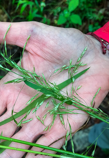 image of Sphenopholis pensylvanica, Swamp Wedgescale, Swamp-oats