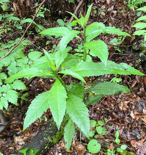 image of Verbesina walteri, Walter's Wingstem, Carolina Crownbeard, Walter's Crownbeard