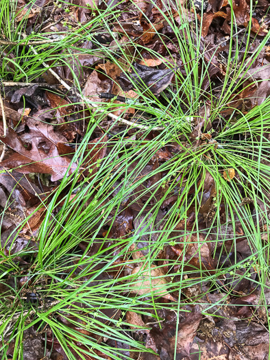 image of Carex rosea, Rosy Sedge