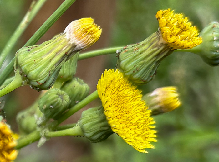 image of Sonchus asper, Prickly Sowthistle, Spiny-leaf Sowthistle