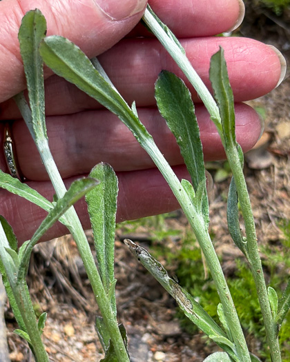 image of Gamochaeta purpurea, Spoonleaf Purple Everlasting, Purple Cudweed, Spoonleaf Cudweed