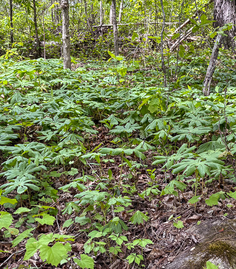 image of Podophyllum peltatum, May-apple, American Mandrake