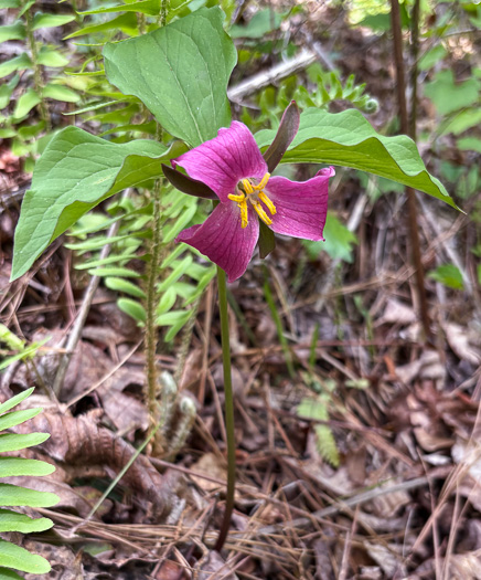 image of Trillium catesbyi, Catesby's Trillium, Rosy Wake-robin, Bashful Trillium, Rose Trillium