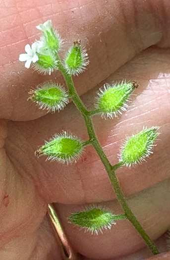 image of Myosotis macrosperma, Bigseed Forget-me-not, Scorpion-grass, Largeseed Forget-me-not