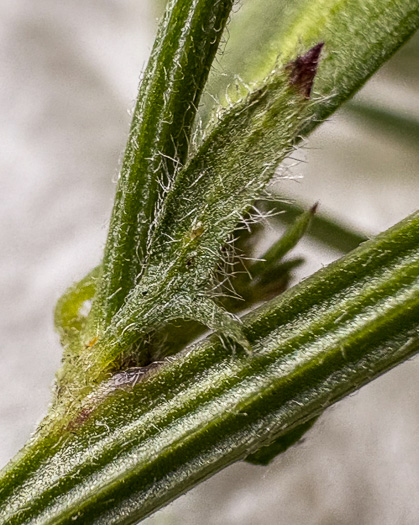 stipule