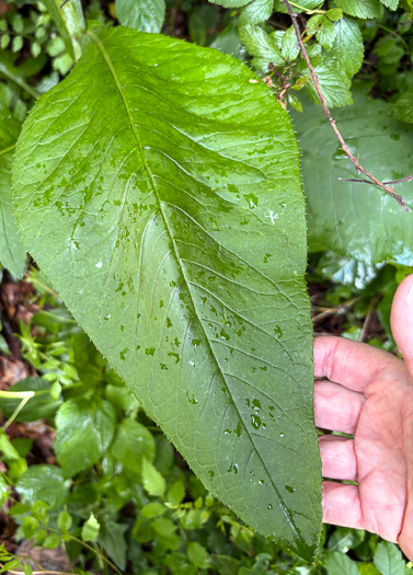 image of Cirsium altissimum, Tall Thistle