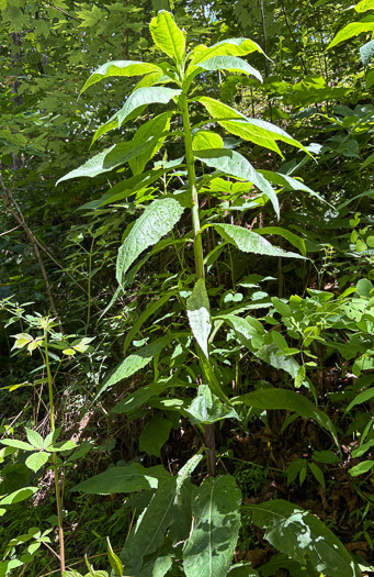 image of Lactuca floridana, Woodland Lettuce