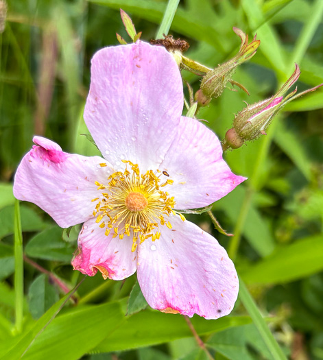 image of Rosa carolina ssp. carolina, Carolina Rose