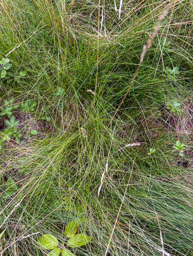 image of Festuca rubra, Red Fescue
