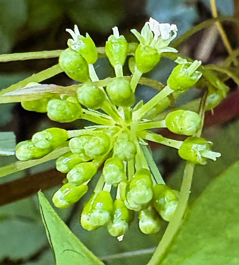image of Panax quinquefolius, American Ginseng, Sang