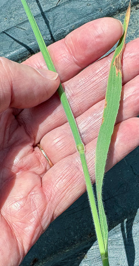 image of Holcus lanatus, Velvet-grass, Soft Grass