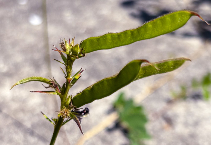 legume