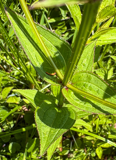 Rhexia virginica, Virginia Meadowbeauty, Wingstem Meadowbeauty, Deergrass