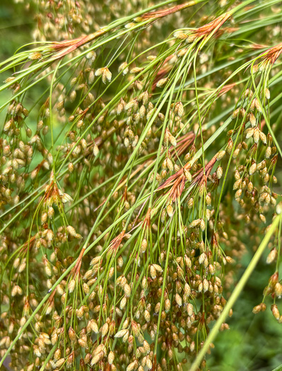 image of Scirpus cyperinus, Woolgrass Bulrush, Marsh Bulrush, Woolly Bulrush