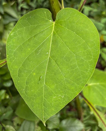 image of Matelea carolinensis, Carolina Spinypod, Climbing Milkweed, Climbing Milkvine, Maroon Carolina Milkvine