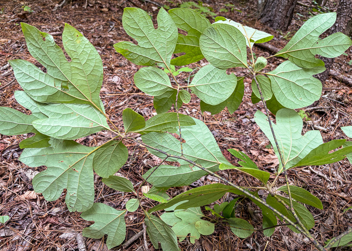 image of Sassafras albidum, Sassafras