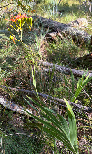image of Iris domestica, Blackberry-lily, Leopard-lily