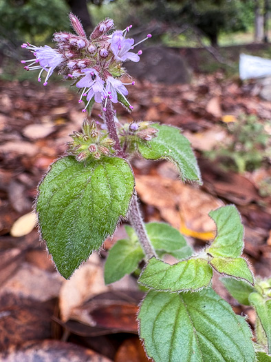 image of Mentha aquatica var. aquatica, Water Mint, Lemon Mint