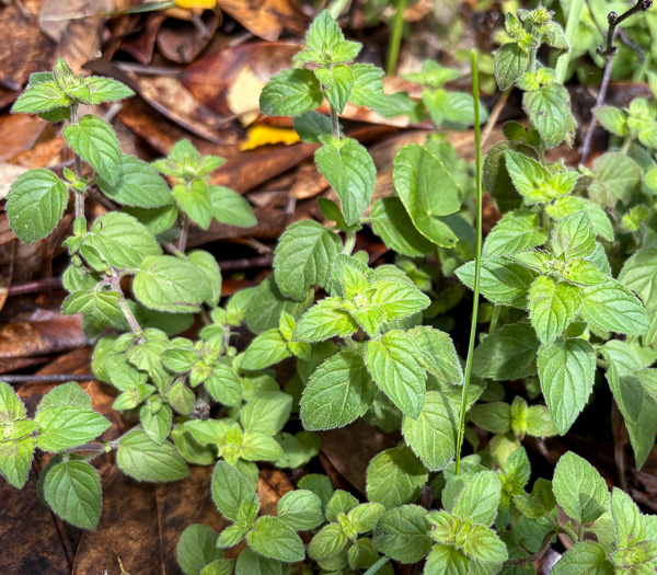 image of Mentha aquatica var. aquatica, Water Mint, Lemon Mint