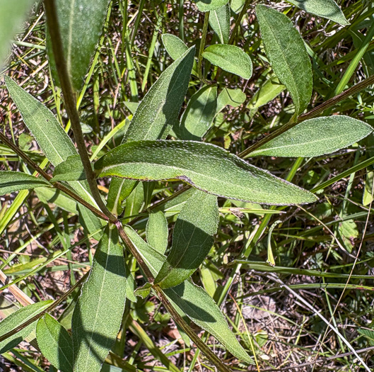 image of Rudbeckia fulgida, Common Eastern Coneflower, Orange Coneflower
