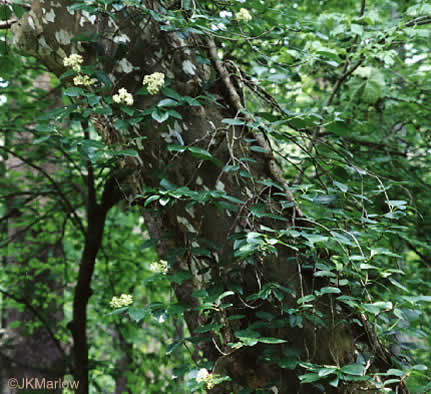 image of Hydrangea barbara, Climbing Hydrangea, Woodvamp, Decumaria, Decumary