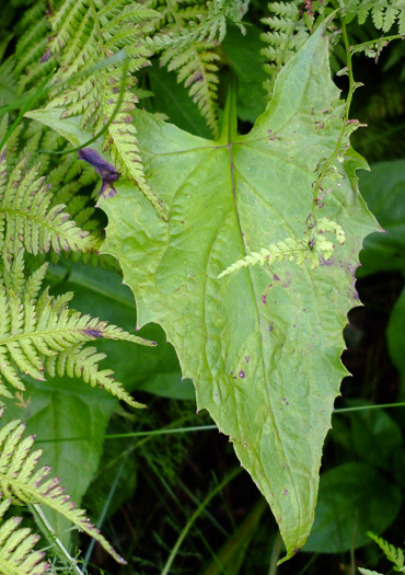 Nabalus roanensis, Roan Mountain Rattlesnake-root, Appalachian Rattlesnake-root