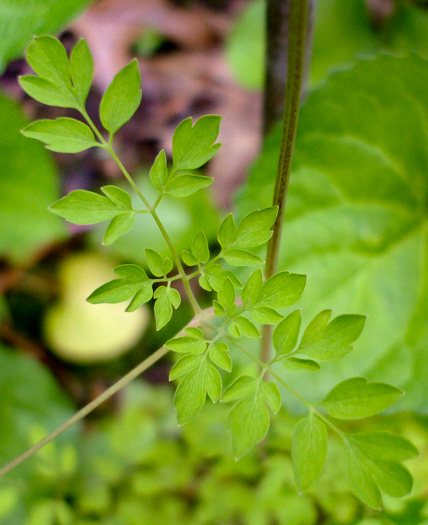 image of Adlumia fungosa, Climbing Fumitory, Allegheny Vine, Cliff-Harlequin