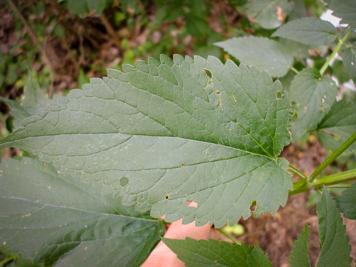 leaf or frond of Agastache scrophulariifolia, Purple Giant-hyssop