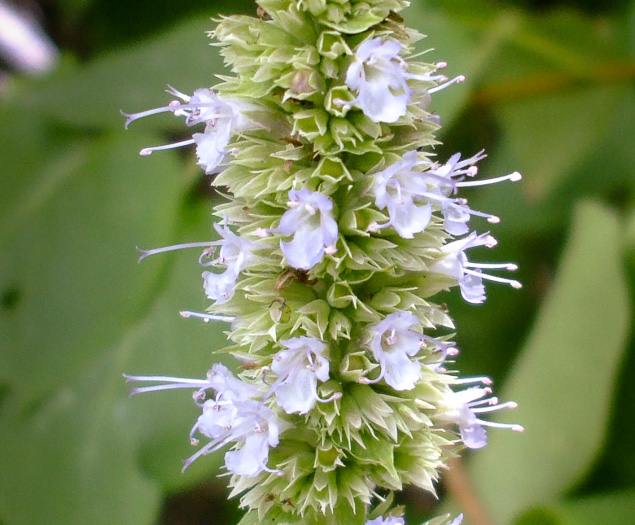 image of Agastache scrophulariifolia, Purple Giant-hyssop