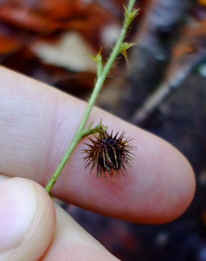 image of Agrimonia gryposepala, Common Agrimony, Swamp Agrimony