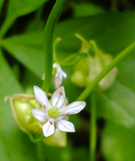 image of Allium canadense, Wild Onion, Meadow Garlic