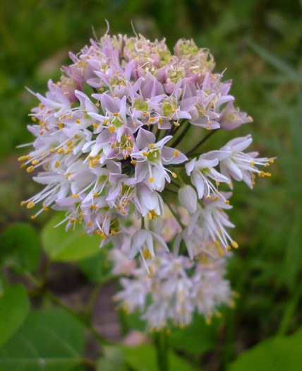 image of Allium stellatum, Glade Onion, Prairie Onion