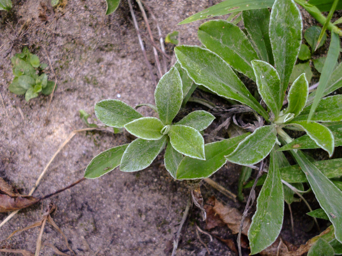 image of Antennaria neglecta, Field Pussytoes