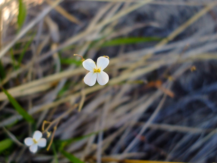 image of Arabidopsis lyrata ssp. lyrata, Lyreleaf Rockcress, Dwarf Rockcress, Sandcress