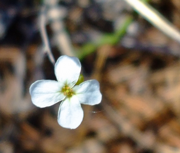 flower of Arabidopsis lyrata ssp. lyrata, Lyreleaf Rockcress, Dwarf Rockcress, Sandcress
