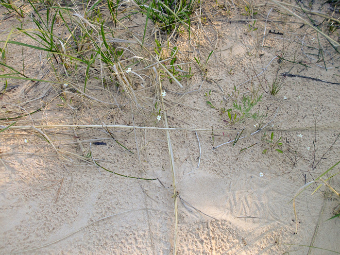 image of Arabidopsis lyrata ssp. lyrata, Lyreleaf Rockcress, Dwarf Rockcress, Sandcress