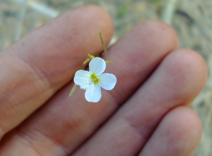 image of Arabidopsis lyrata ssp. lyrata, Lyreleaf Rockcress, Dwarf Rockcress, Sandcress