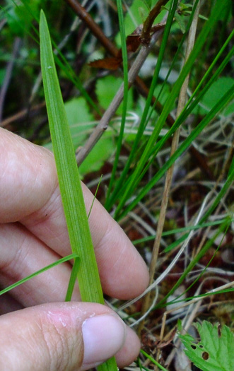 image of Arethusa bulbosa, Bog-rose, Dragon's-mouth, Arethusa