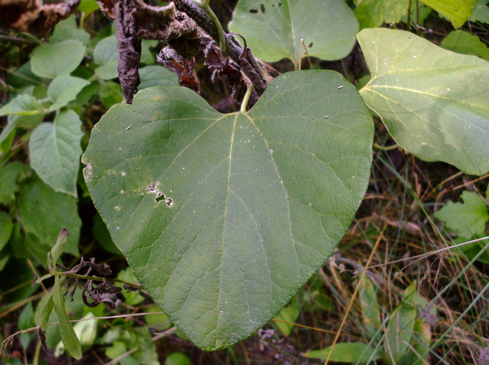 image of Isotrema tomentosum, Woolly Dutchman's Pipe, Woolly Pipevine