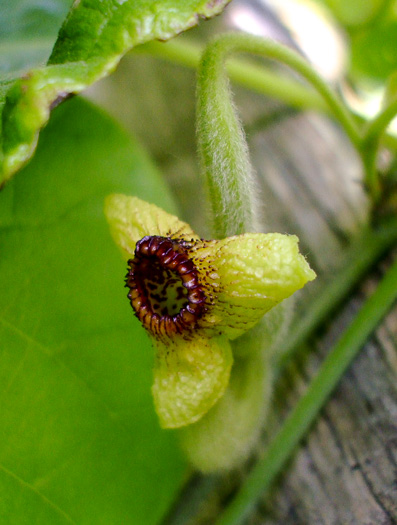 image of Isotrema tomentosum, Woolly Dutchman's Pipe, Woolly Pipevine