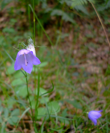 image of Campanula rotundifolia, Harebell, Bluebell, Bluebell-of-Scotland, Scotch Harebell