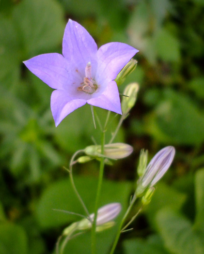 image of Campanula rotundifolia, Harebell, Bluebell, Bluebell-of-Scotland, Scotch Harebell