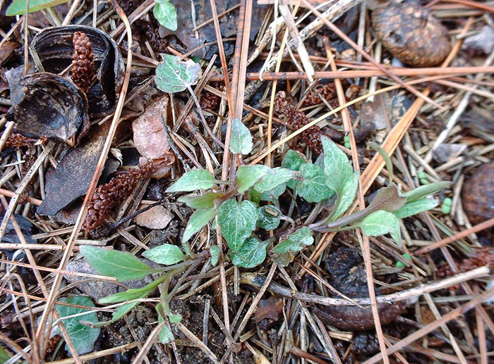 image of Campanula rotundifolia, Harebell, Bluebell, Bluebell-of-Scotland, Scotch Harebell
