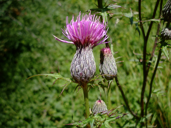 Cirsium muticum, Swamp Thistle