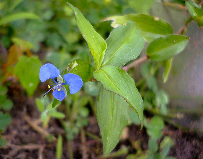 image of Commelina diffusa, Spreading Dayflower, Creeping Dayflower